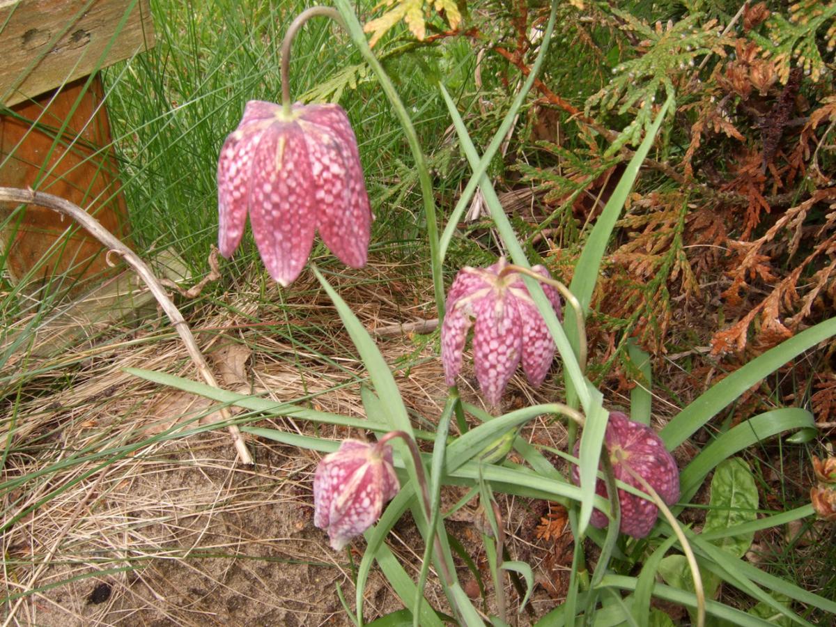 Schachbrettblume